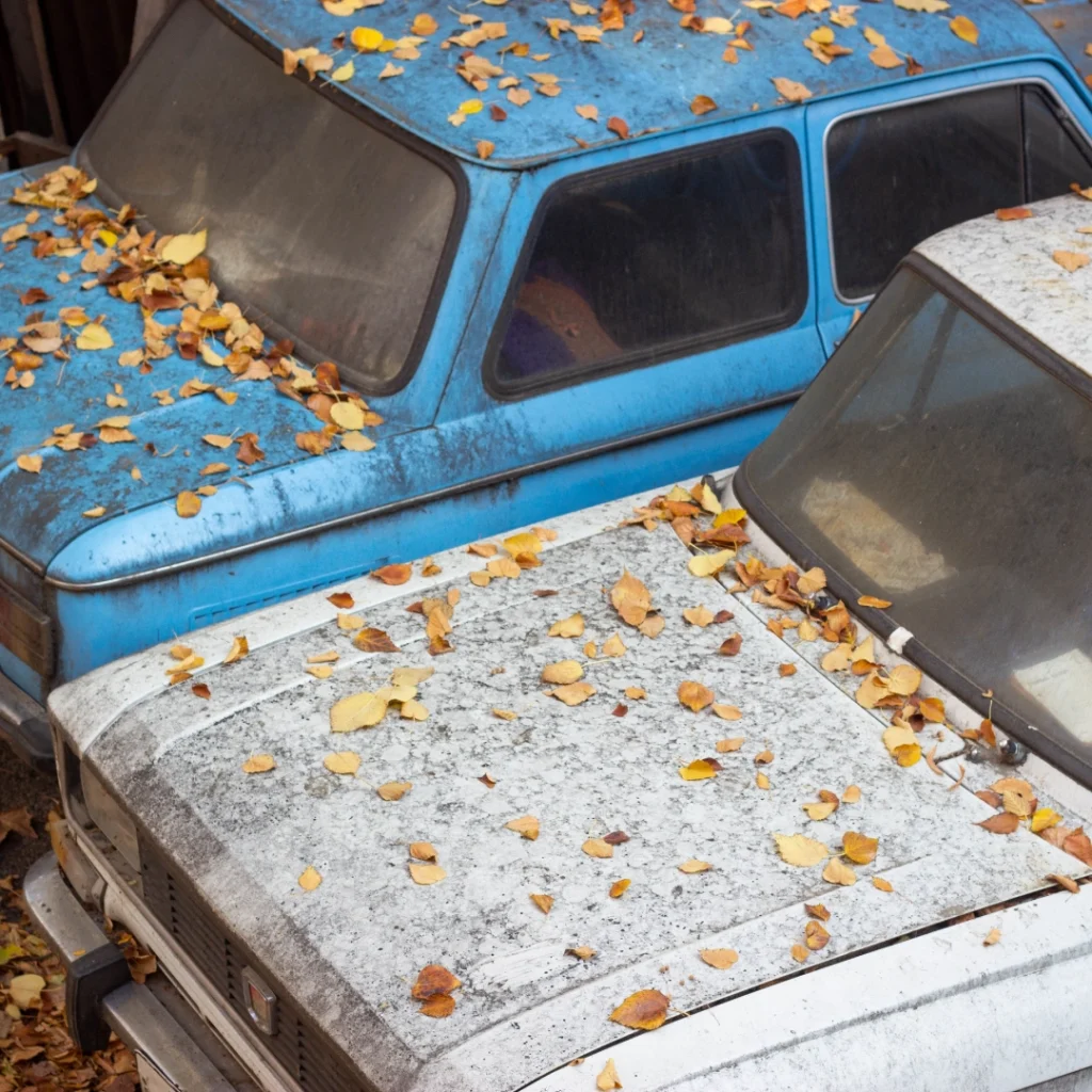 two cars with leaves on the hood